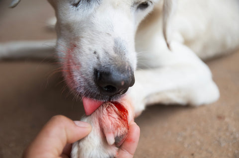 infected pet wound