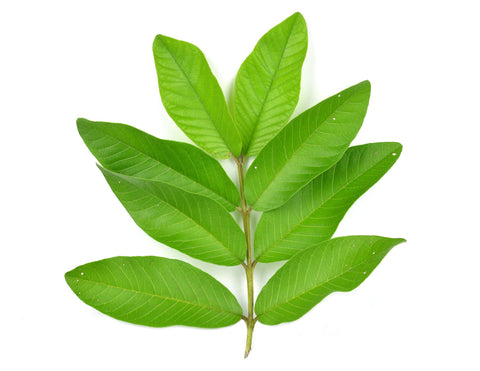 Guava leaves on white backdrop