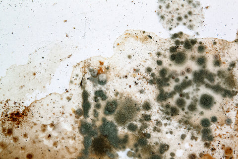 mold exposure