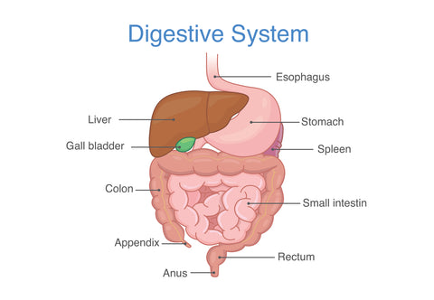 Digestive System