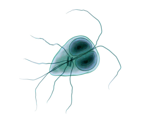 Giardia Image