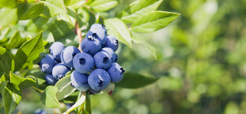 Blueberries in the Wild