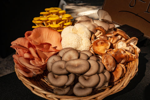 mushrooms for brain health