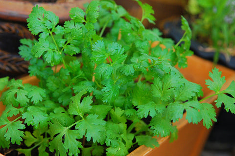 Cilantro growing in garden