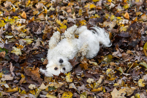 dog rolling in dirt