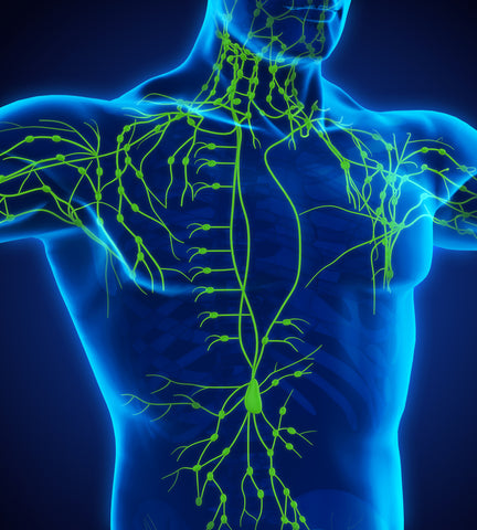 Human Lymphatic System Illustration. 3D rendering