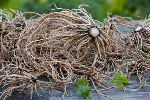 valerian root