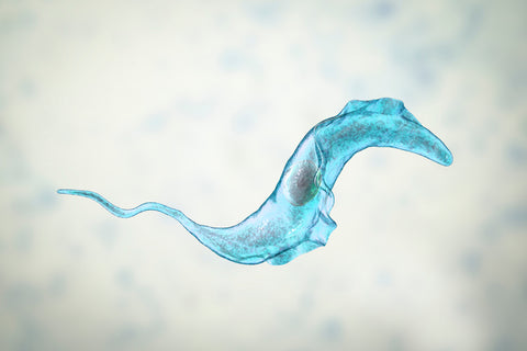 Intestinal Parasites