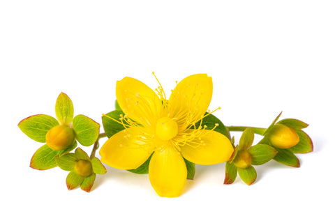 St Johns Wort on White Backdrop