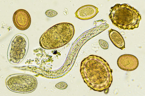 ascaris under microscope