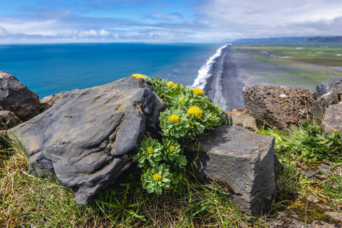 Rhodiola Growing on a Cliff