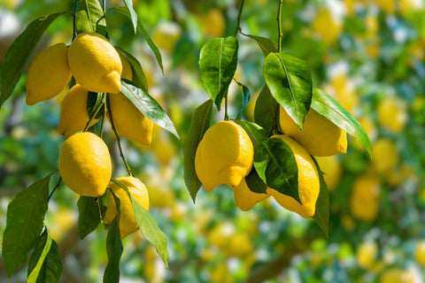 Wild Lemons