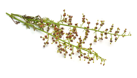 Scrophularia rupestris , known as figworts, Isolated on white background