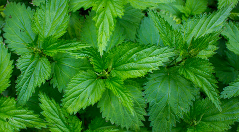 Nettle Benefits - Natural Health Guide