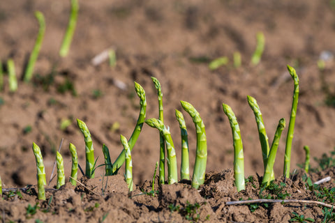 Asparagus in the ground