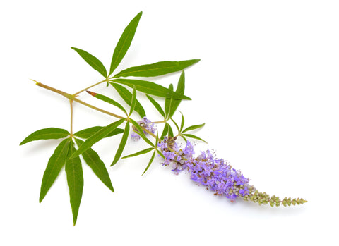 Chasteberry Herb (Vitex) Isolated on White Backdrop