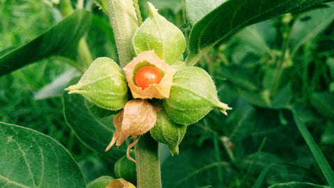 Withania somnifera, known commonly as ashwagandha, Indian ginseng, poison gooseberry, or winter cherry is a plant in the Solanaceae or nightshade family.
