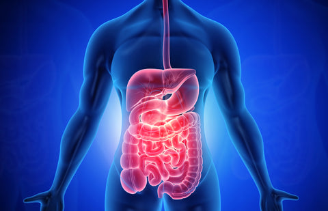 graphic of gastrointestinal system