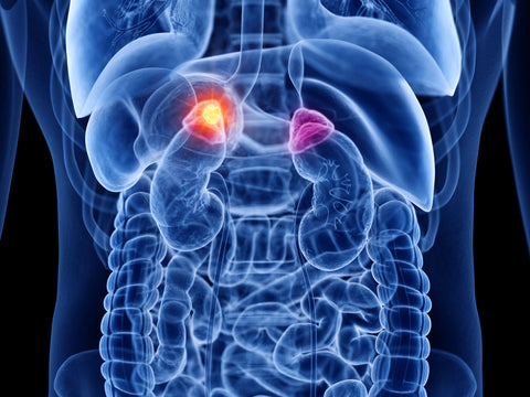 Adrenal Glands In Human Body