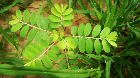 Bhumi Amla is commonly known as chanca piedra, stonebreaker, and seed under leaves or gale of the wind. It is also known as bahupatra, tamalaki and uttama etc