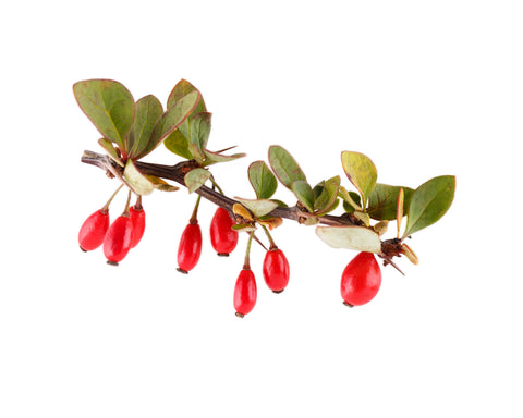 Indian Barberry isolated on white backdrop