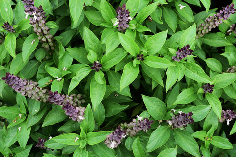 Tulsi Growing in the Wild