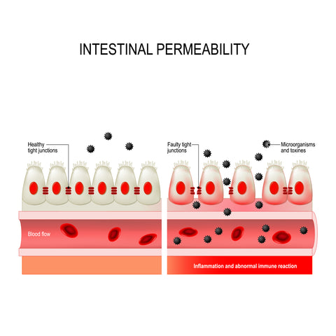 Graphic showing intestinal permeability