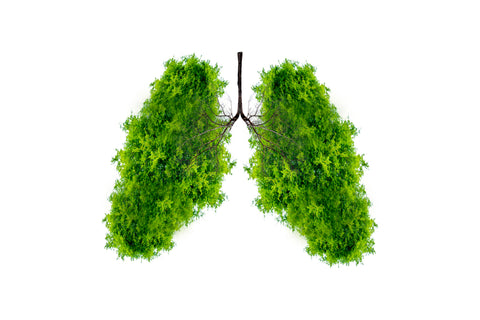 herbs for respiratory health