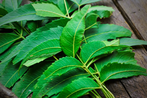 neem on wooden table,neem leaves,ayurvedic neem,neem branch on table,neem herbs ,herbal neem,herbal neem leaves