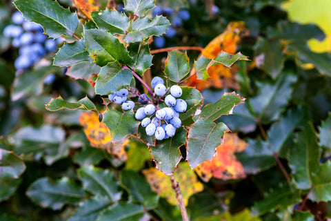 Mahonia aquifolium or Oregon grape blue berries autumn to the left