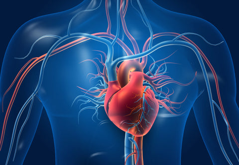 Heart and Circulatory System Mockup