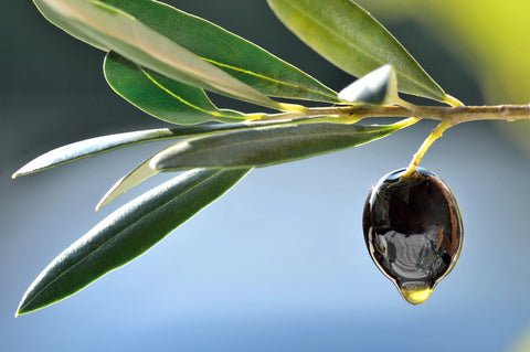 Olive dripping olive oil on branch