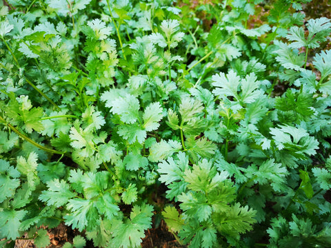 cilantro leaves growing in garden