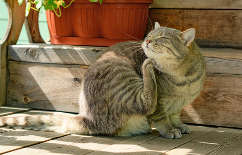 antiparasitic herbs for cats