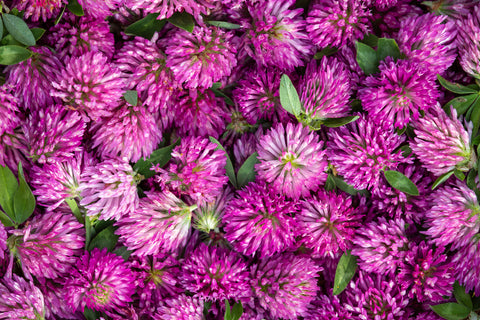 red clover