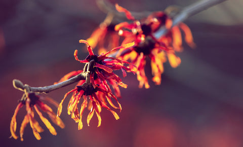 witchhazel