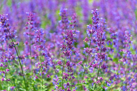 catnip herb