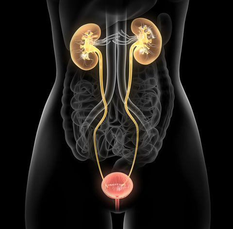 Urinary Tract System Mockup