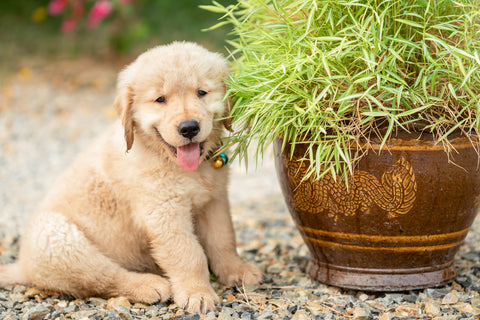 safe herbs for dogs