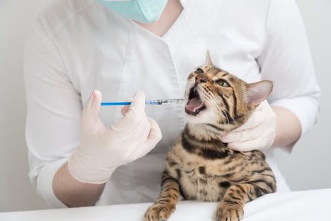 parasite treatment in cats