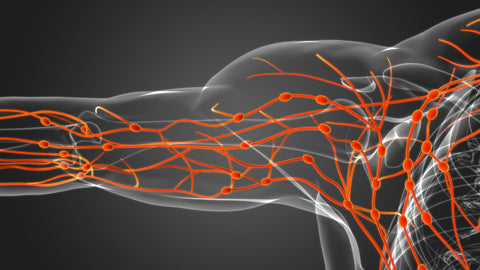 Lymphatic system shown in arm in 3D mockup