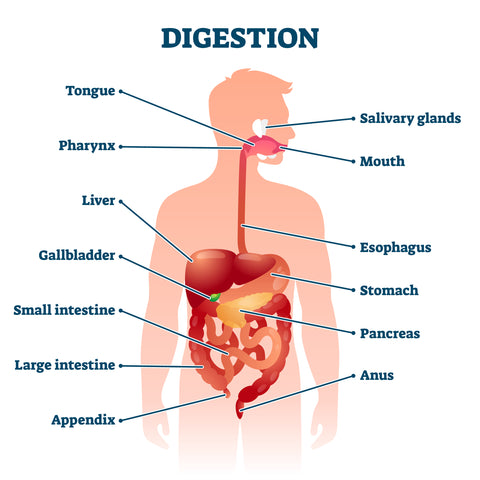 Digestive System