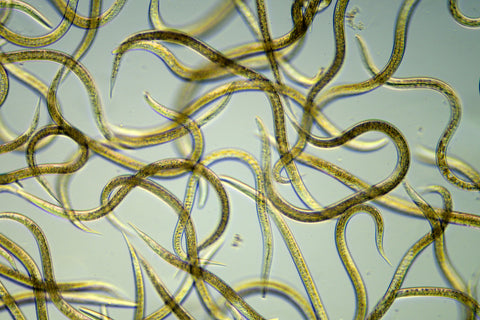 Parasitic worms under microscope