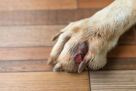 Dog infected paw shop between toes treatment