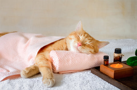 calming herbs for cats