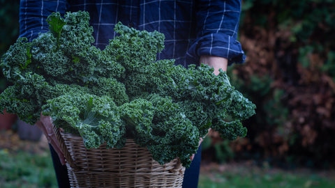 Man presenting basket with fresh kale outside on garden background, winter season green Superfoods