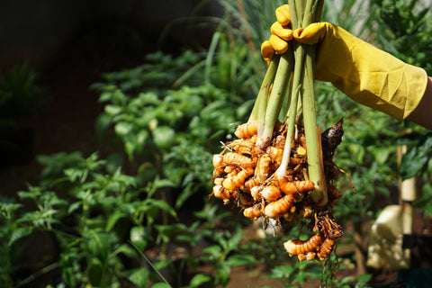 turmeric root being harvested