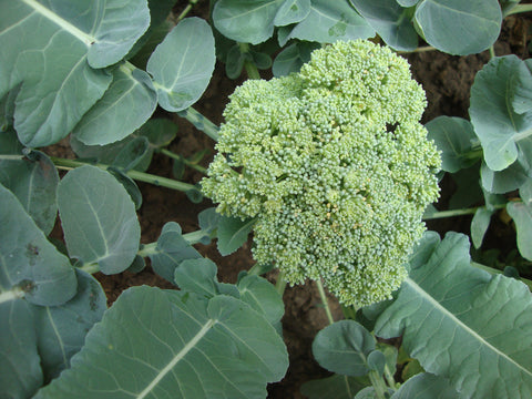 Broccoli growing out of the ground