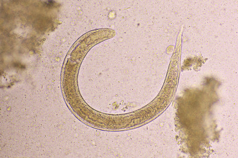 Parasite Under a Microscope