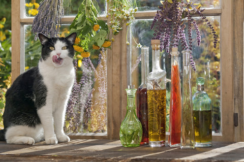 medicinal herbs for cats